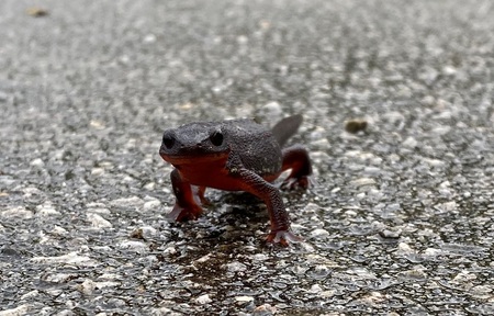 車道を横断するシリケンイモリ