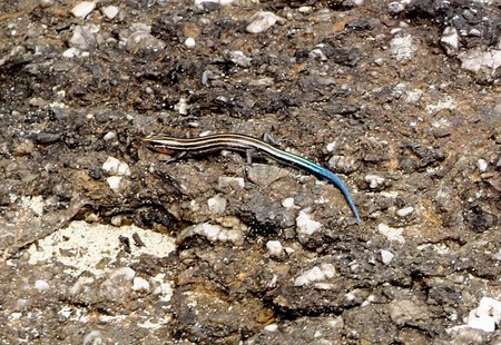 イシガキトカゲ