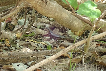 キシノウエトカゲ