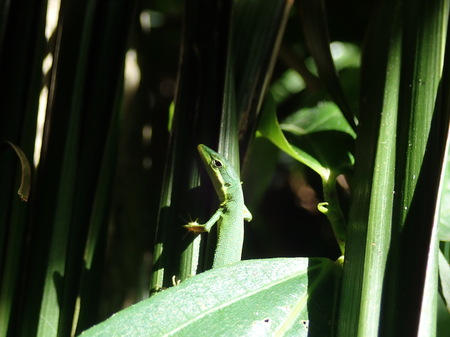 サキシマカナヘビ