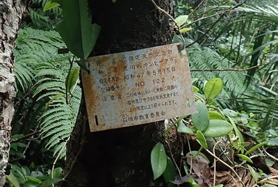 カンヒザクラ自生地標識