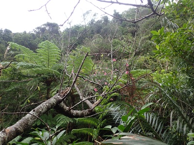 カンヒザクラ２