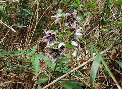 シマアケボノソウ