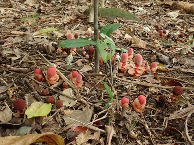 リュウキュウツチトリモチ