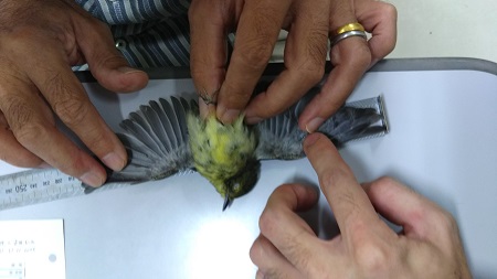 種同定のための計測の様子（2017年12月14日撮影）