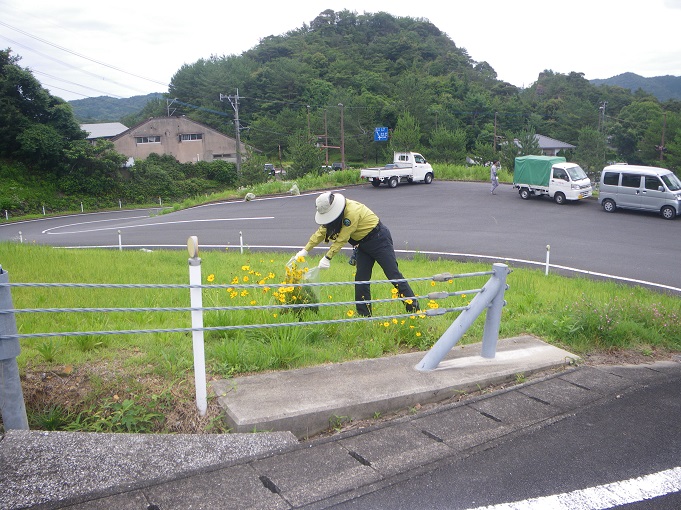 駆除作業当日の作業途中で撮影された写真で、レンジャー服を着た記事作成者が駆除したオオキンケイギクを回収するために袋に入れる作業をしている様子が写されている