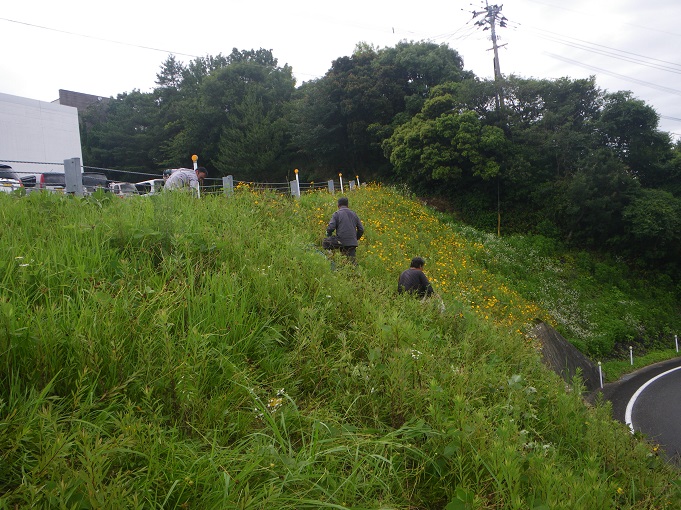 駆除作業当日の作業途中で撮影された写真で、斜面に作業員３名が垂直に並んで作業する様子と、作業員の手前（除草作業が終わった部分）には黄色い花がなく、これから作業する前方には黄色い花が密に点在している様子が写されている