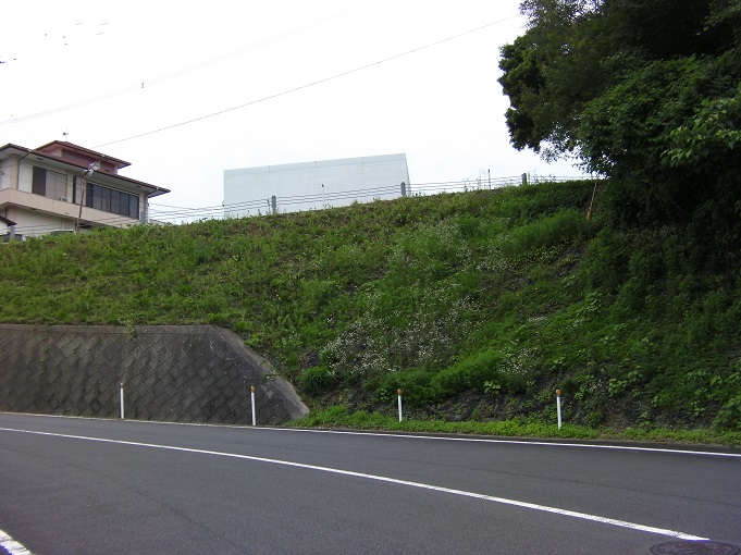 駆除作業当日の作業完了後に撮影された写真で、斜面に密に点在していた黄色い花はなくなり、白い花のみが残されている様子が写されている