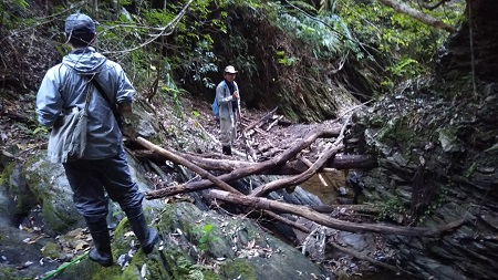 調査地のセンサスルートである渓流の様子（2017年12月12日撮影）