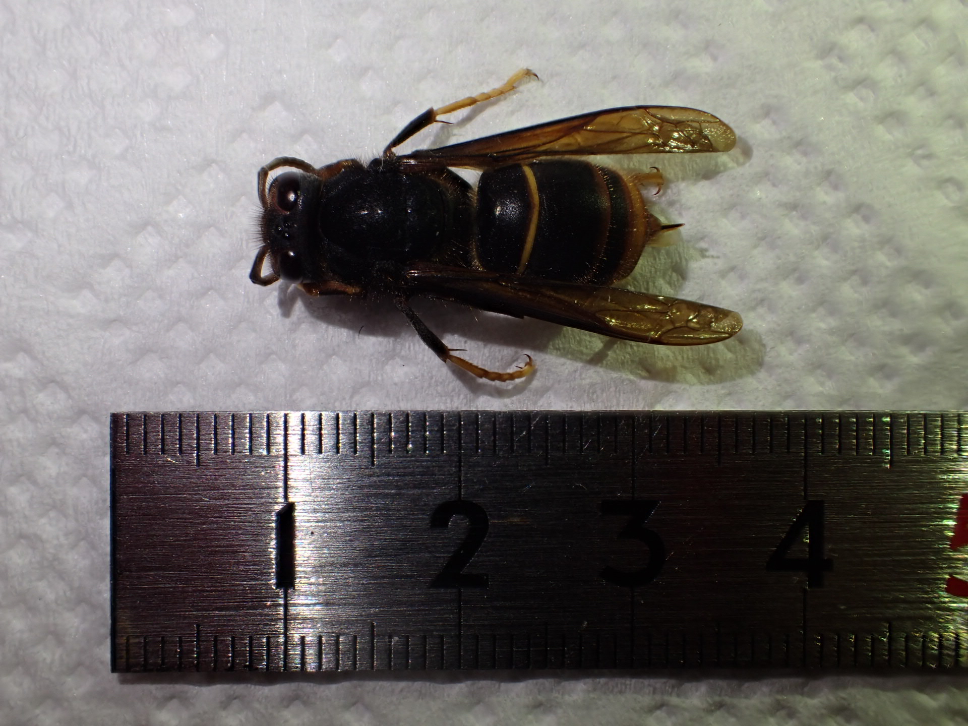 今回確認されたツマアカスズメバチ