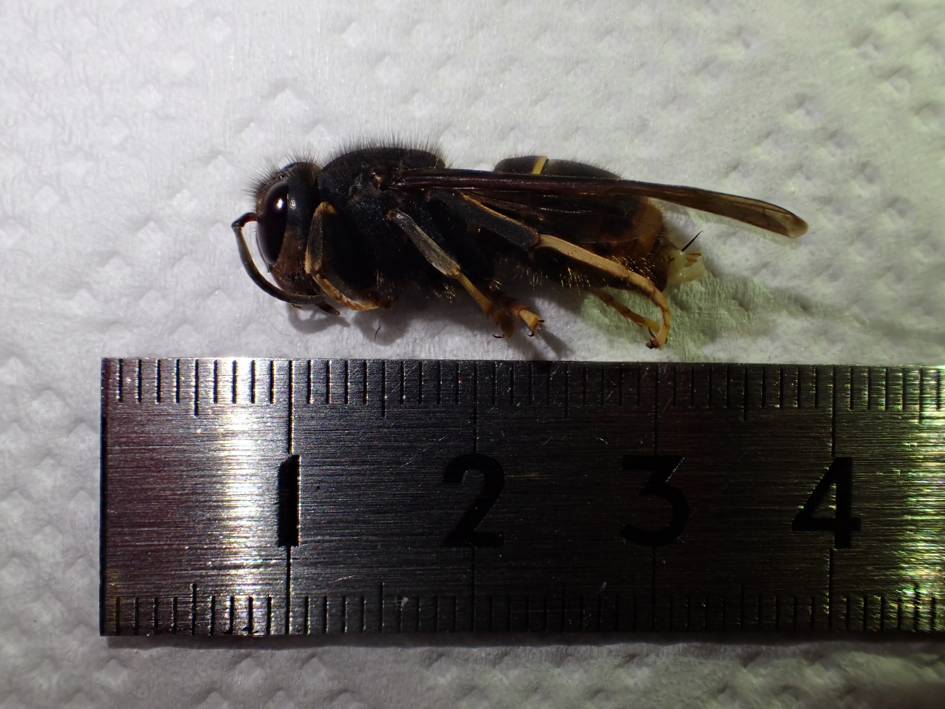 今回確認されたツマアカスズメバチ