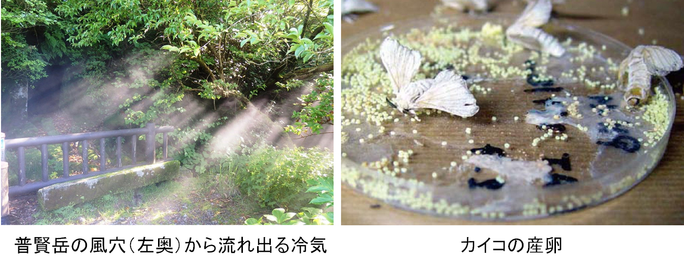 普賢岳の風穴(左奥)から流れ出る冷気 カイコの産卵