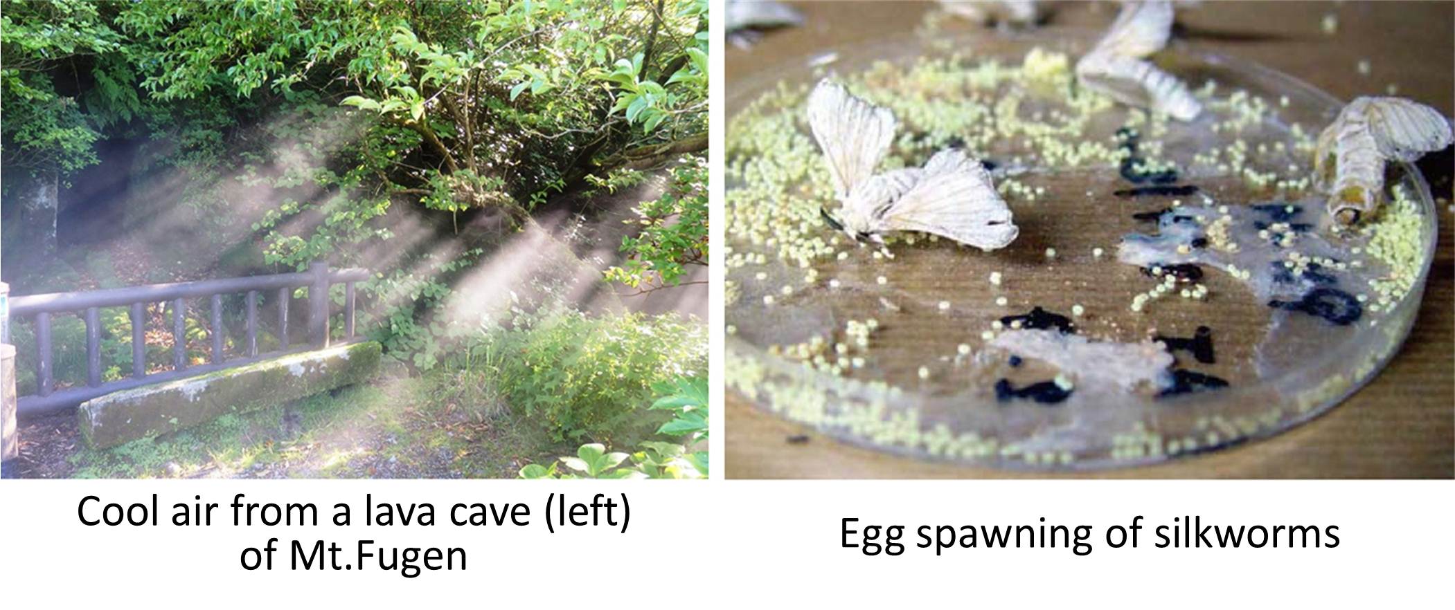 Cool air from a lava cave (left) of Mt.Fugen Egg spawning of silkworms