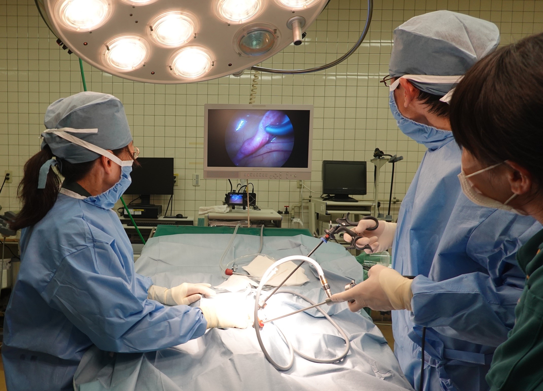 腹腔鏡を使用した精子の卵管注入の様子