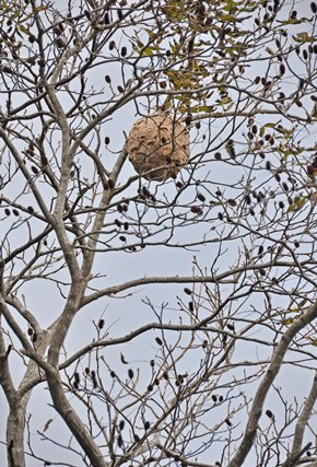 ツマアカスズメバチ