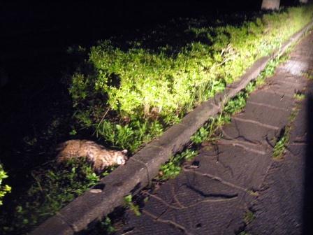 瀬田で見つかった成獣オス