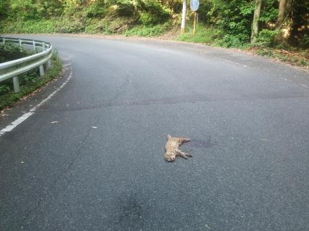 嵯峨で見つかった成獣オス