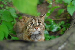 ツシマヤマネコ