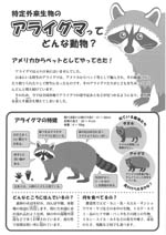 特定外来生物のアライグマってどんな動物? P.1