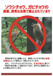 ソウシチョウ、ガビチョウの
捕獲、飼育は法律で禁止されています P.1