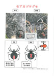 チラシ:セアカゴケグモ