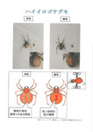 チラシ:ハイイロゴケグモ