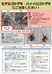 セアカゴケグモ・ハイイロゴケグモにご注意ください! P.1