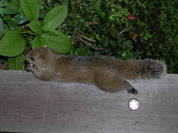 写真:クリハラリス