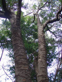 画像:特徴的な皮剥ぎの跡