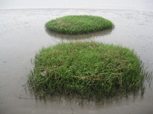 写真:スパルティナ・アルテルニフロラの群落