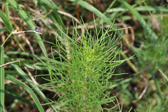 写真：八重咲きの花