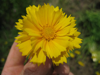 写真：八重咲きの花
