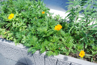 写真：キバナコスモス