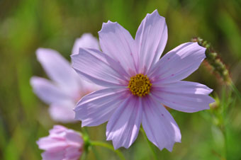 写真：八重咲きの花