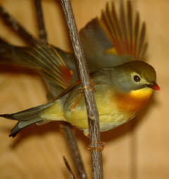 写真:ソウシチョウ