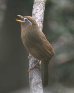 写真:ガビチョウ