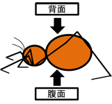 図:横から見たイメージ図