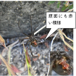 写真:腹面 腹面にも赤い模様