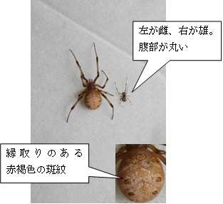 写真:背面 左が雌、右が雄。腹部が丸く、縁取りのある赤褐色の斑紋