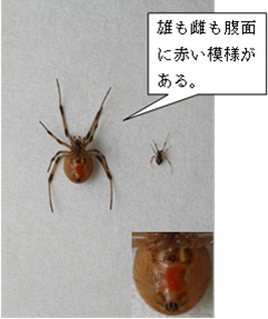 写真:腹面 雄も雌も腹面に赤い模様がある