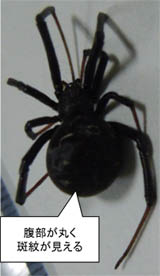 写真:背面 腹部が丸く斑紋が見える