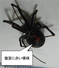 写真:腹面 腹面に赤い模様