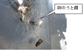 写真:卵のうと雌