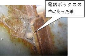 写真:電話ボックスの中にあった巣