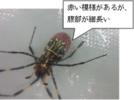写真:腹面 赤い模様があるが、腹部が細長い