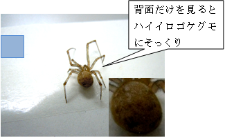 写真:背面 背面だけを見るとハイイロコケグモにそっくり