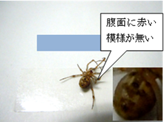 写真:腹面 腹面に赤い模様が無い