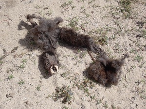 図２：アマミノクロウサギ（No.1）