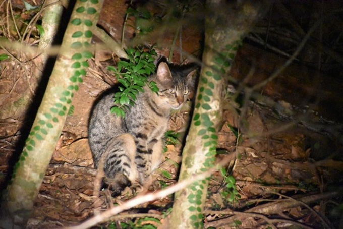パトロール中に山の中で見かけたネコ(大和村)