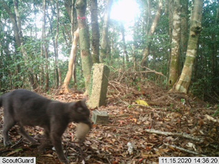 山中でケナガネズミを運ぶノネコ